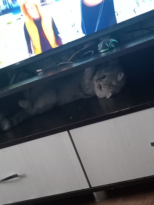 Вязка британский кот