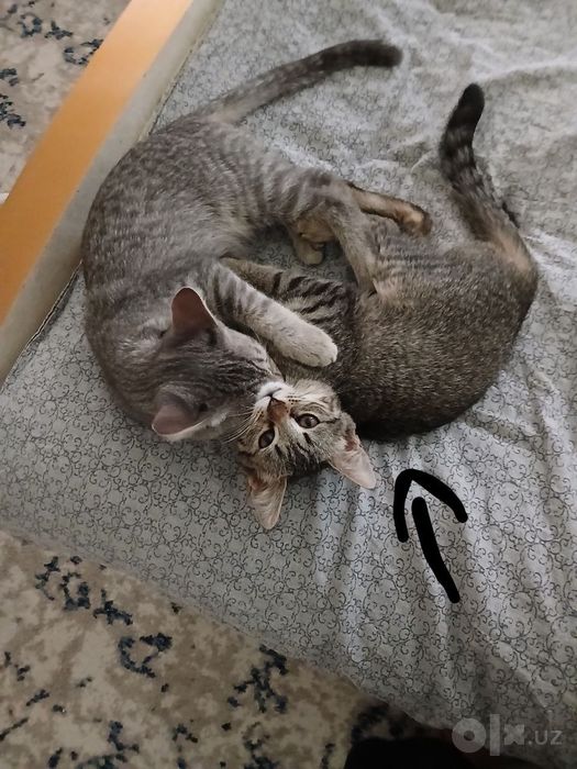 Кошка девочка бесплатно