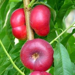 Nectarin Plat Honey