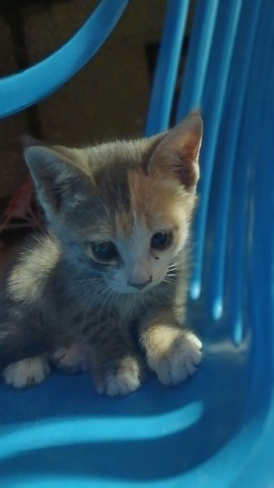 Котята  в добрые руки