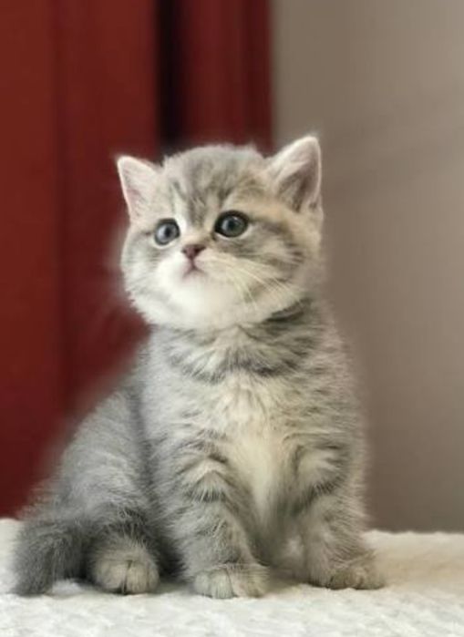 Котята Скоттиш-Фолд