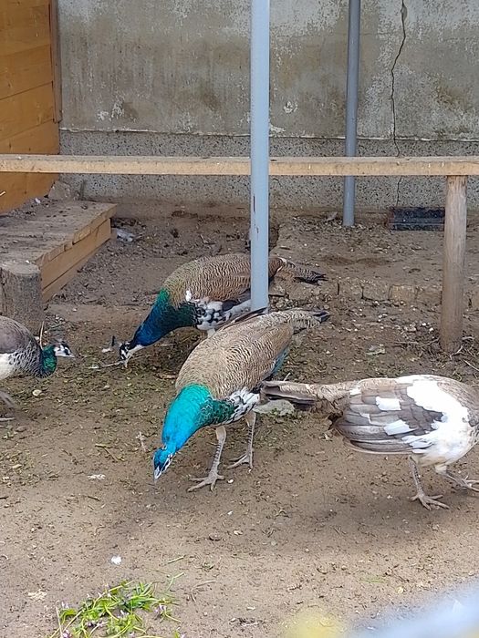 Пауни мъжки и женски