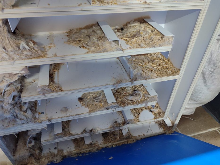 Чистка реставрация перьевых подушек - Чистка ковров Костанай на Olx