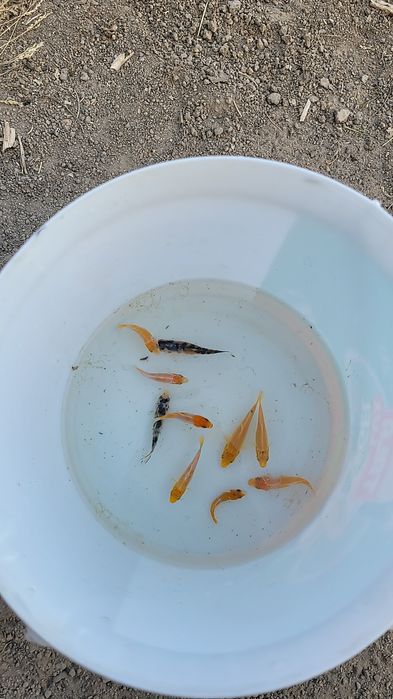 Кои koi yapon karplari tayland sotiladi xar xil turdagilaridan bor