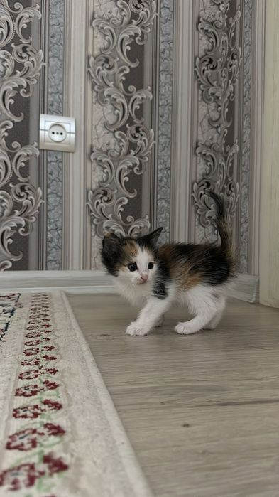 Котенки в добрые руки