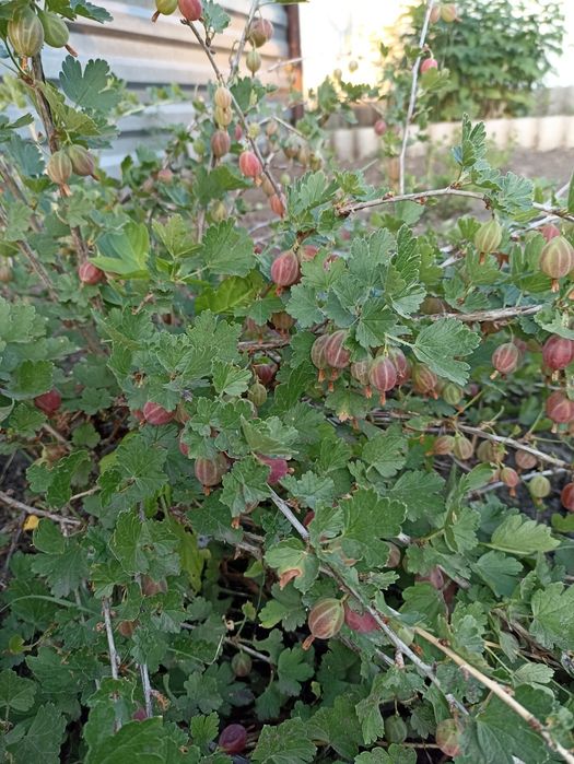 Саженец крыжовник сорт "Африканец"