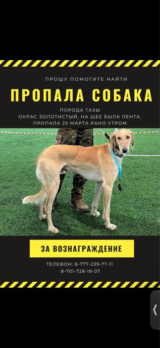 Пропала собака!!!