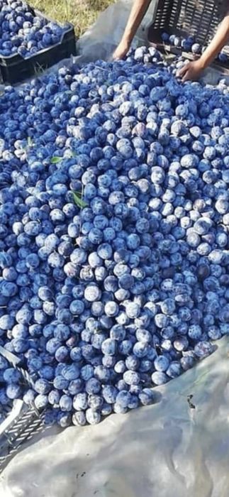 Prune pentru țuică – recoltă bogată, dulci și parfumate