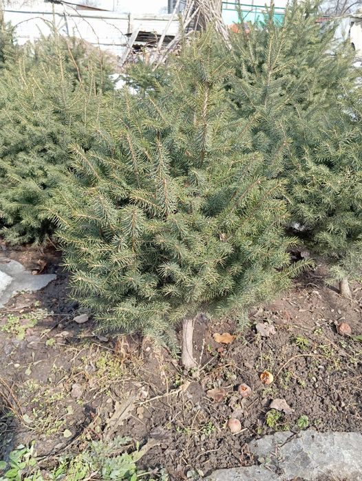 Ель тянь-шаньская