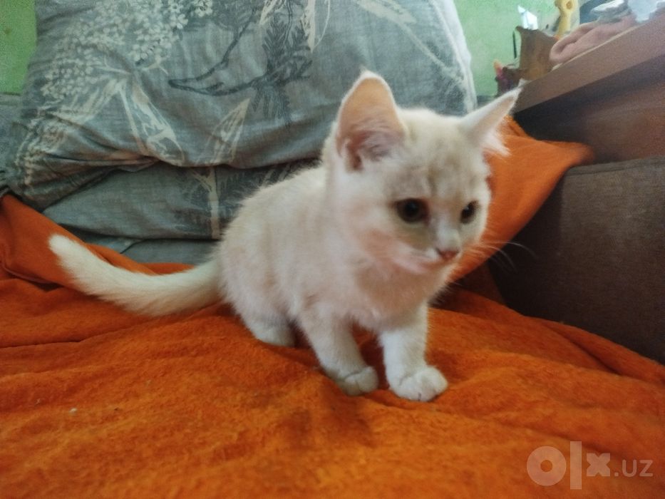 Отдадим котят, маленьких, в хорошие руки!