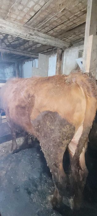 Продам бычков с откорма