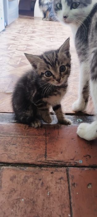 Отдам котят в добрые руки