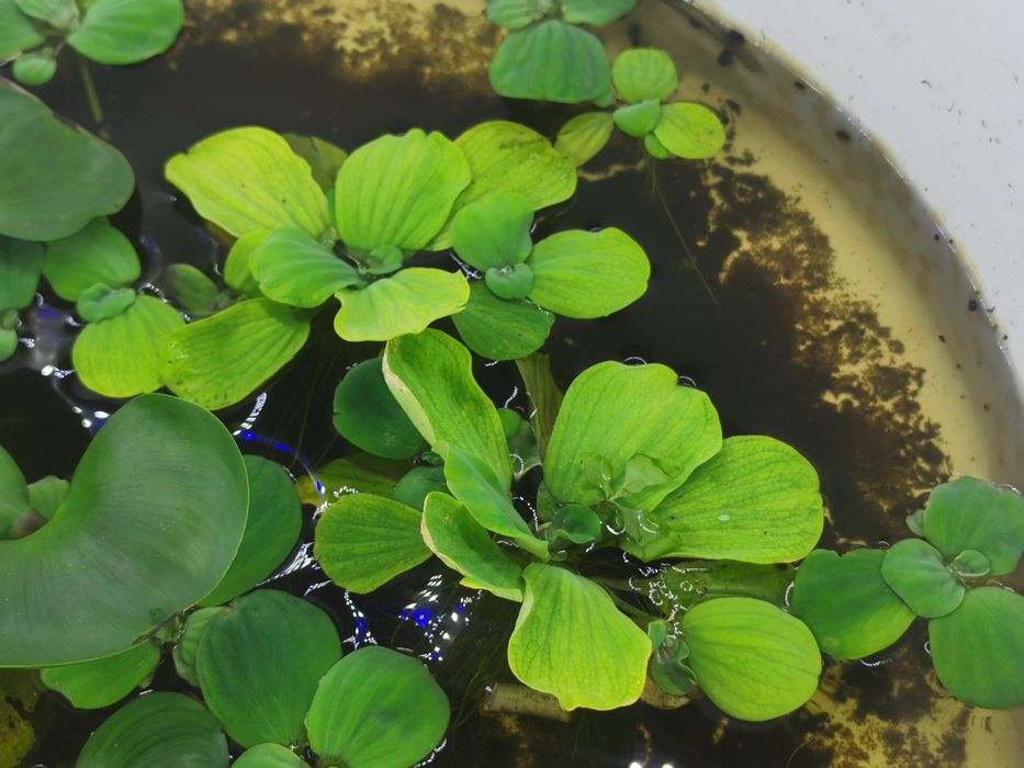 Salata de apa.         .