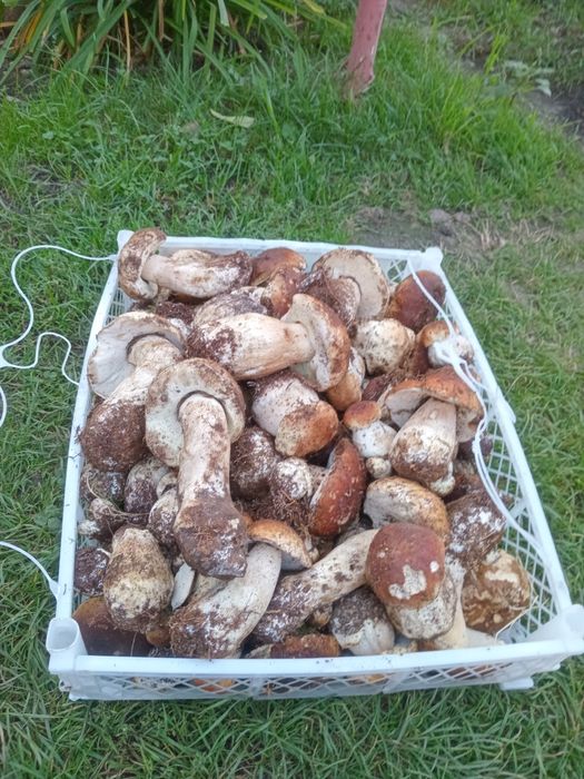 Vand gaini crescute natural,carcasa