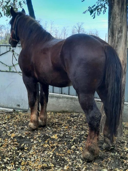 Mănz 2 ani si  jumătate.