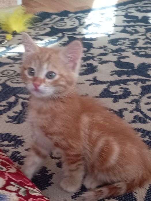 Домашнее животное