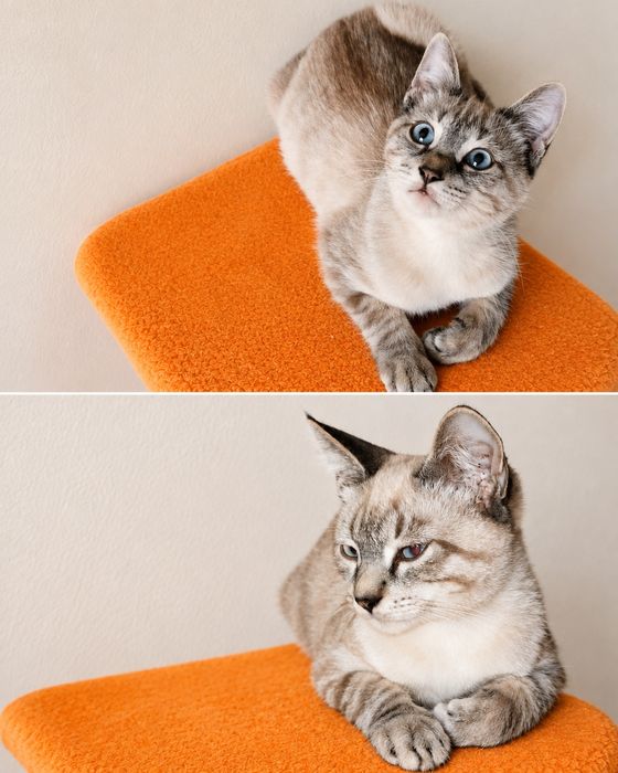 Отдам котенка в добрые руки