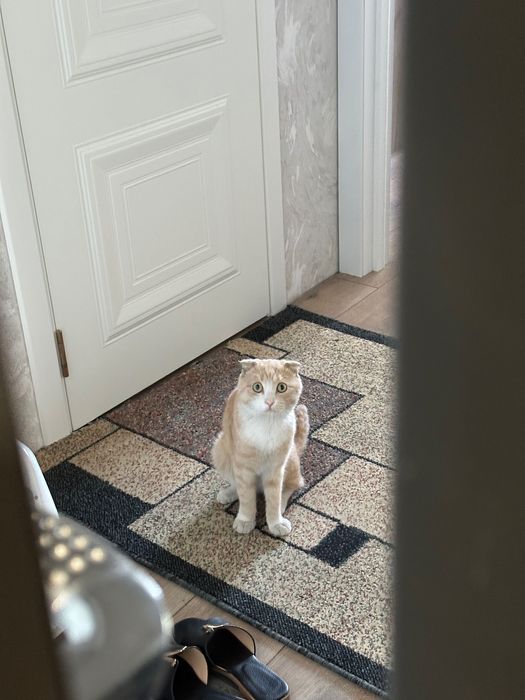 Отдам кот Шотландский Вислоухи