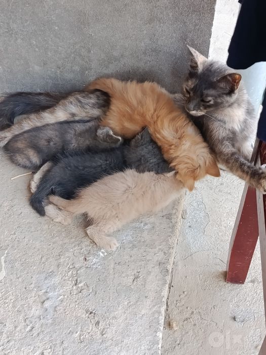 Котята и кошки милые