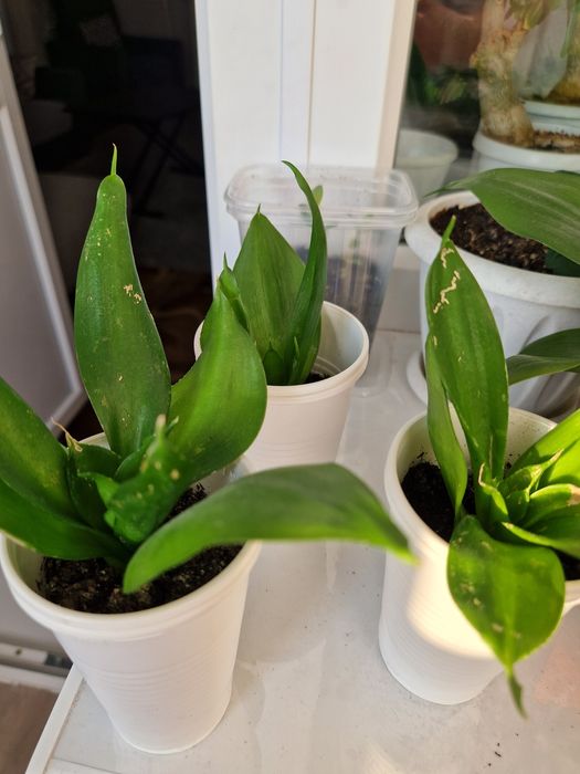 Продам цветы комнатные