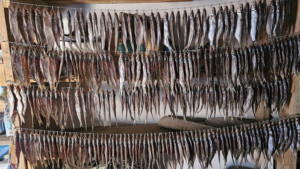 Рыбец сушёные, жирные