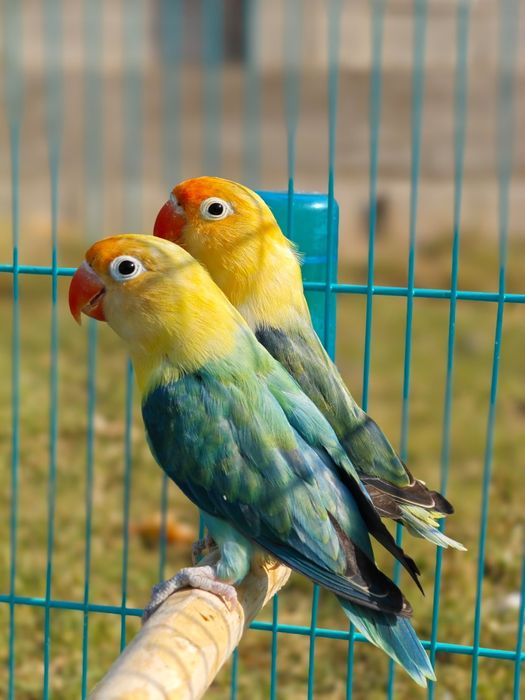 Попугай опалины opaline