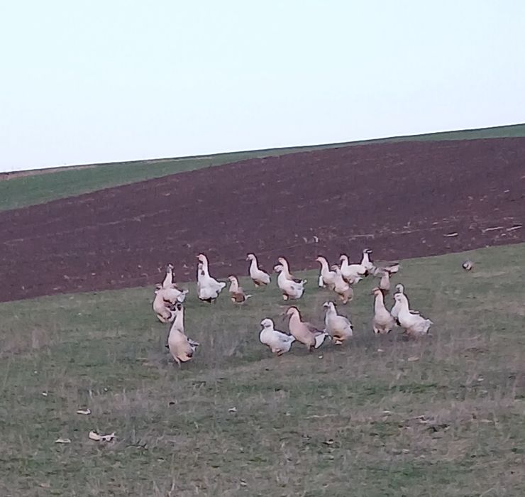 Vând curcani, gâște, găini de casă