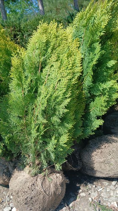 Tuia leilandii gard viu