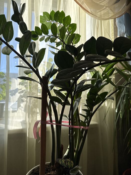 Продам цветок Срочно