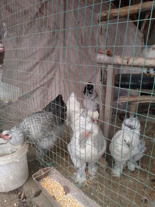 Brama jo'ja srochno sotiladi 7 oylik.