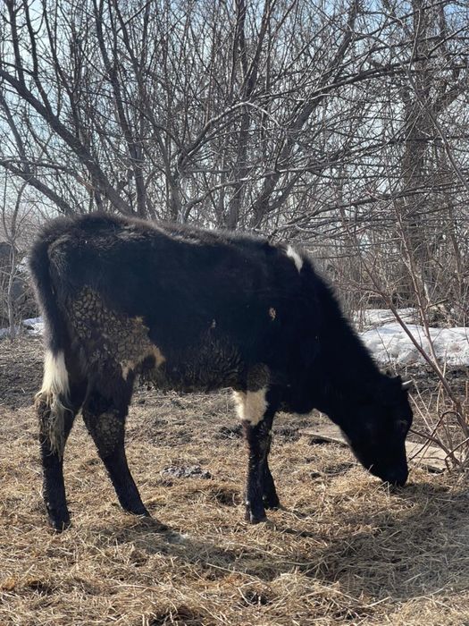 Продается телята