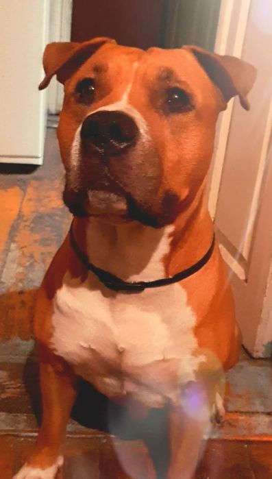 Стаффордширский терьер. Вязка.