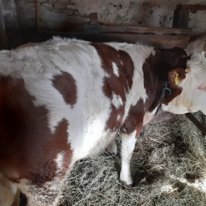 Tauras si vitei export