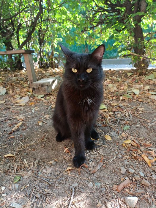 В самые ответственные руки кошечка