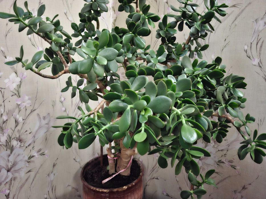 Денежное дерево. (Крассула, толстянка)