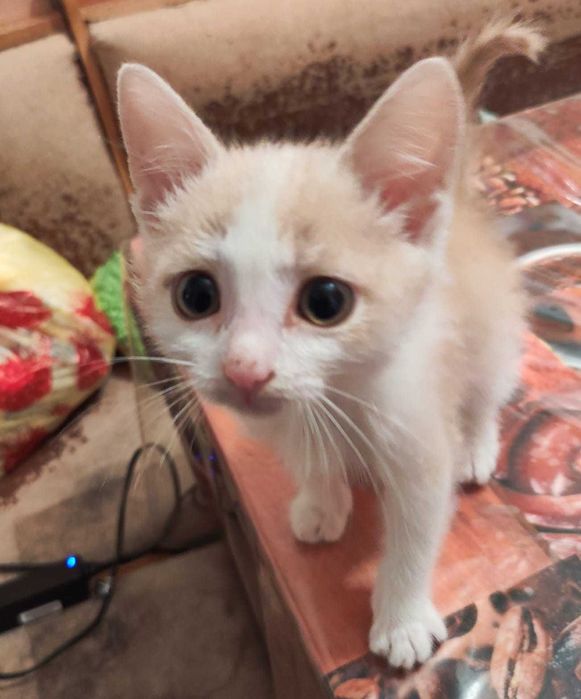 Котята в добрые ручки.