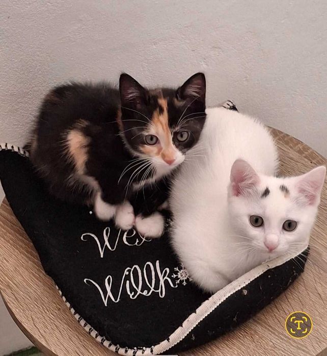 Adopții pisici jud Neamț și jud Bacău