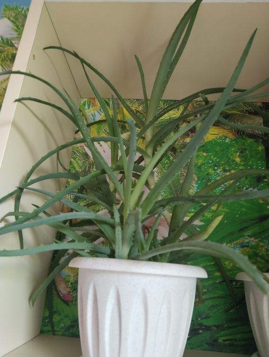 Продам алое лечебное