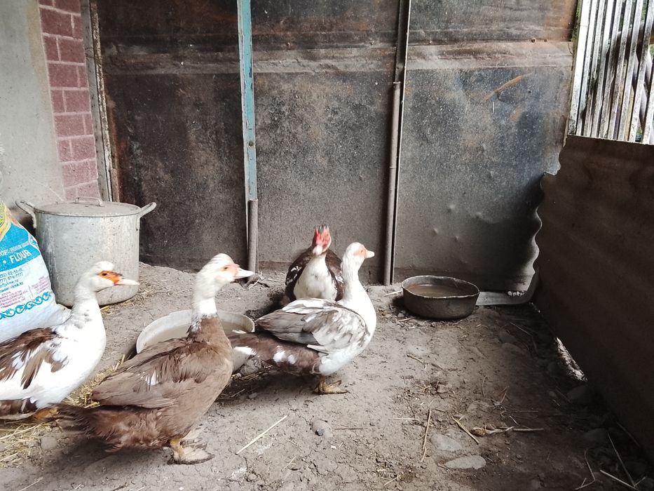 Продам Индо утки