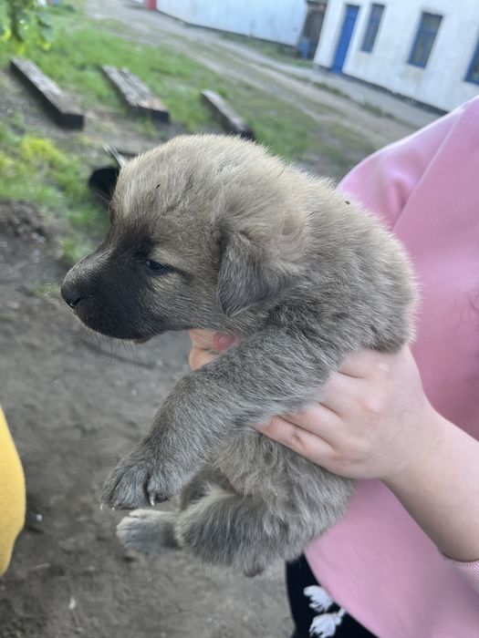 Щенята в добрые руки!
