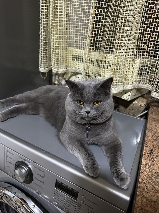 Вязка Скотиш Страйт