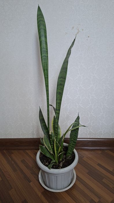 Комнатные цветы, цена за все
