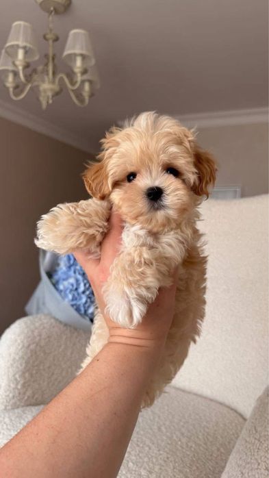 Maltipoo Toy , Certificate inregistrate de sanatate