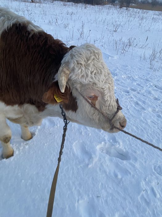 Продам быка семинтал возраст 3 года
