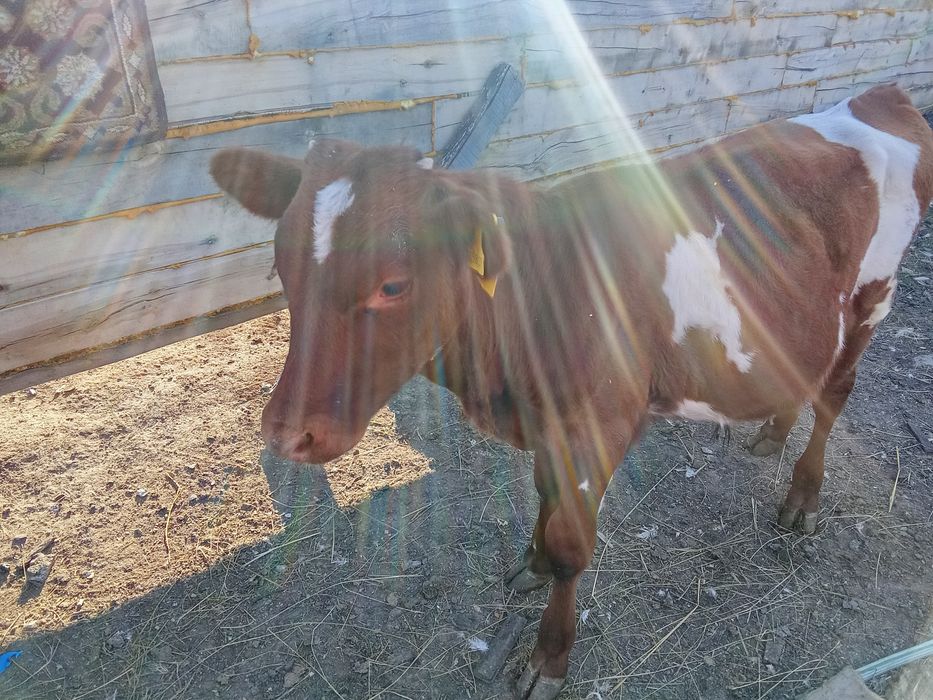 Продам теленка Ближнее белое