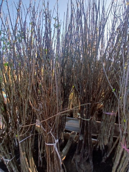 Плодовые по 2000т