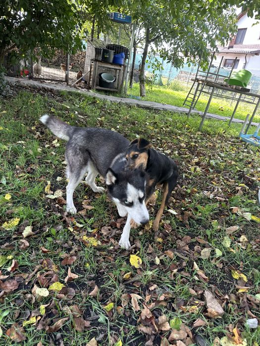 Adoptie husky pereche