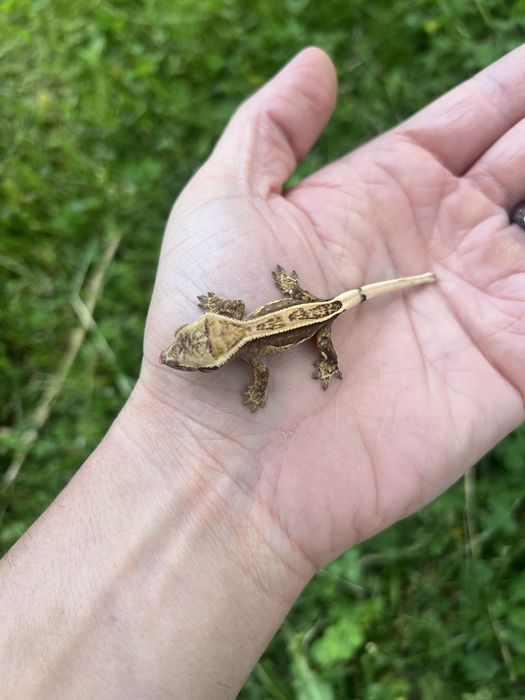 Pui Soparla  Crested Gecko  si Chahoua mainland