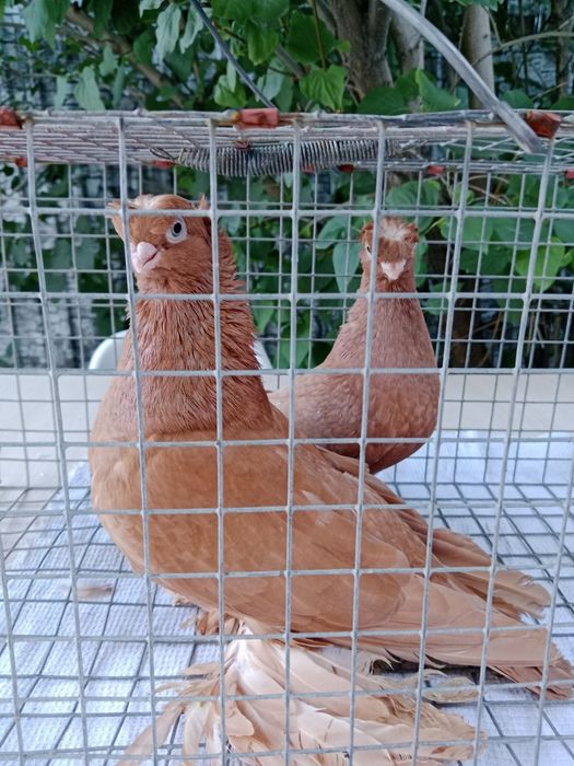 Продам пару жнлтых