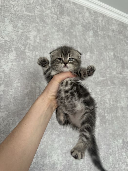 Кошечка вислоухая девочка 1,5 месяца